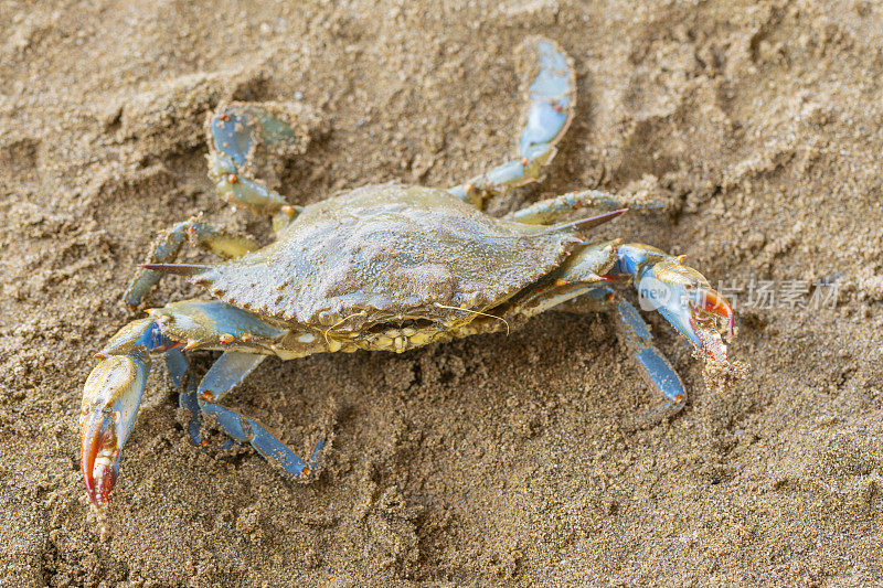 蓝蟹(Callinectes sapidus)，沙滩上的大西洋蓝蟹，加瓦，巴塞罗那海滩